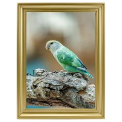 Ramme Calla - Guld - 10x15 Cm.