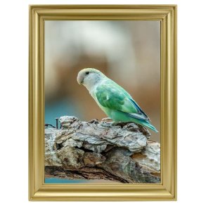 Ramme Calla - Guld - 50x70 Cm. 