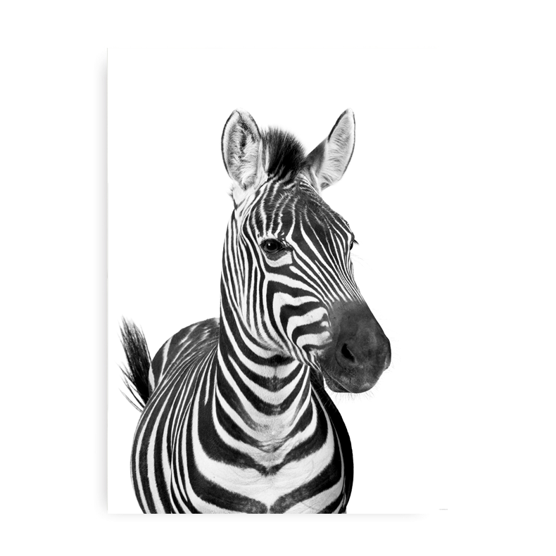 Stribet Zebra - Dyreplakat