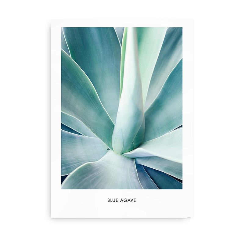 Agave Plante Blue - Fotokunst