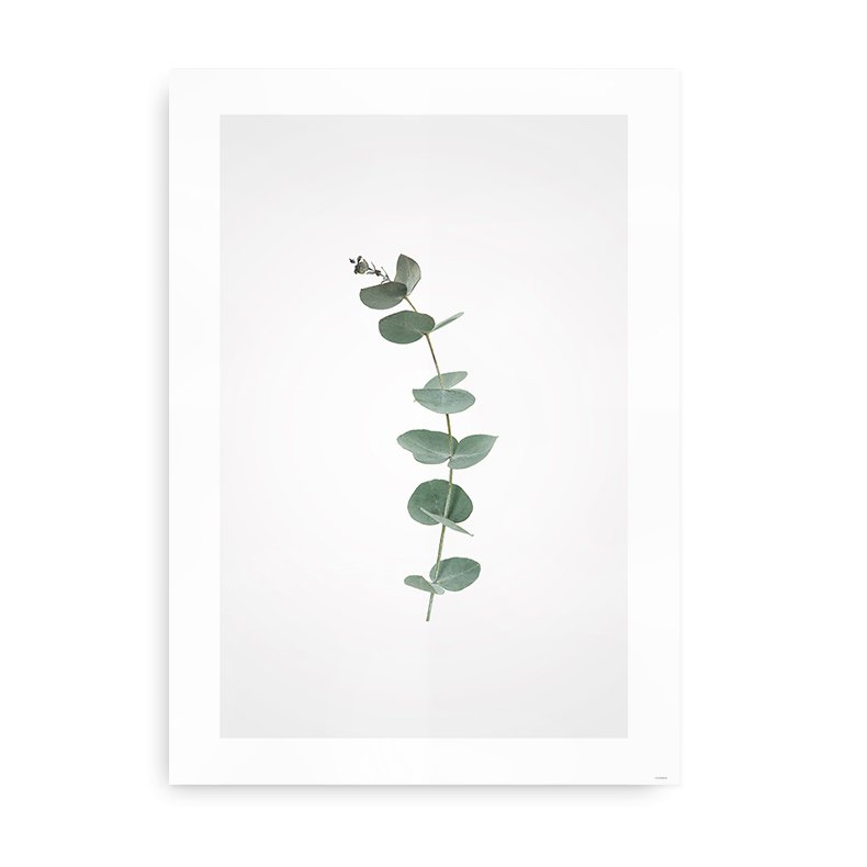 Eucalyptus Blade - Fotokunst