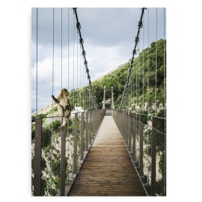 Bridge Monkey Fotokunst