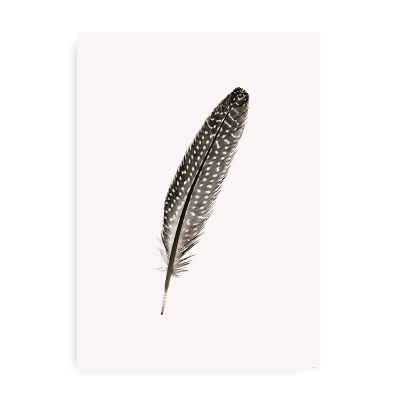 Feather - Fotokunst