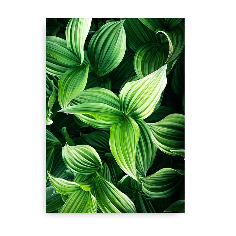 Eksotisk Plante - Fotokunst i Farve