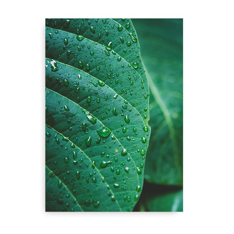 Jungleblade - Fotokunst i Farve