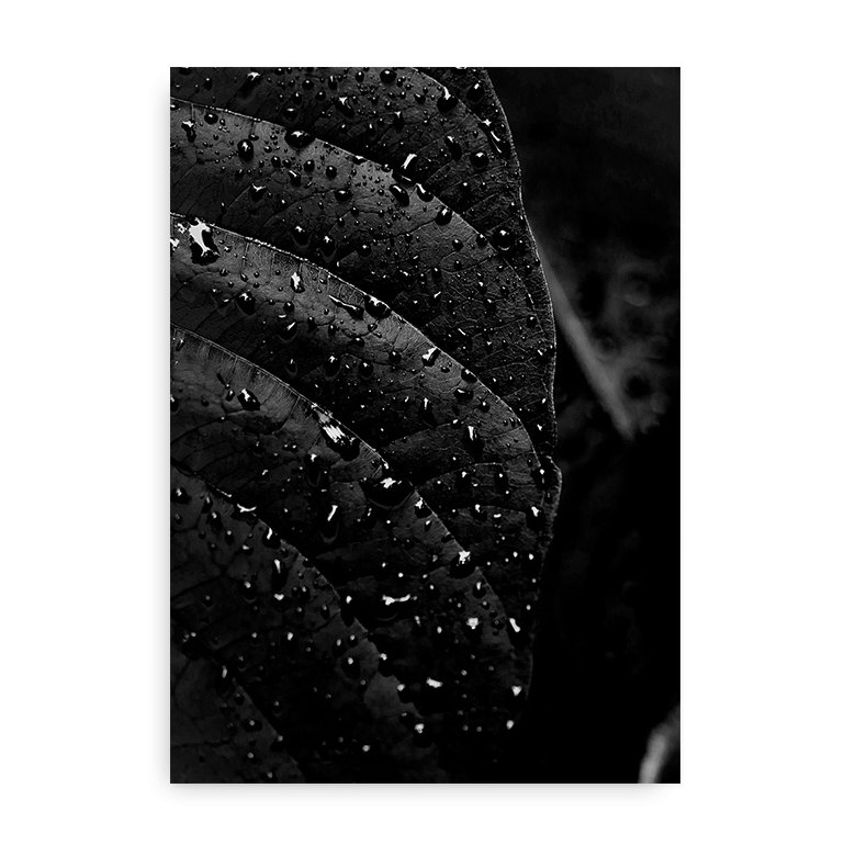 Jungleblade - Fotokunst i Sort/Hvid
