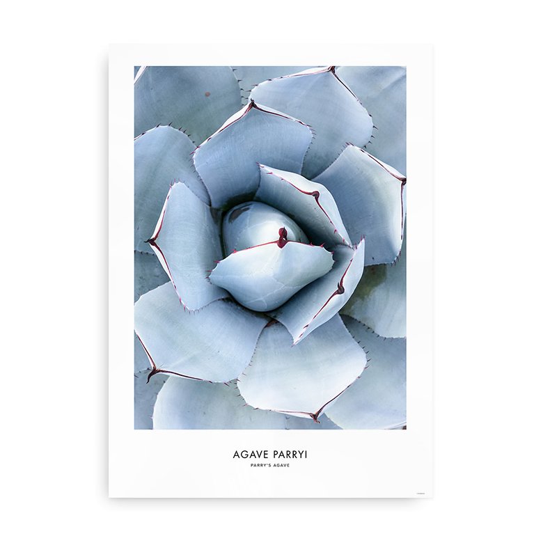 Agave Plante - Fotokunst