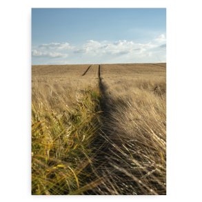 The Corn Fields Fotokunst