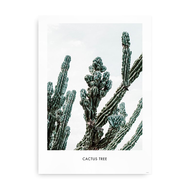 Kaktus - Fotokunst plakat