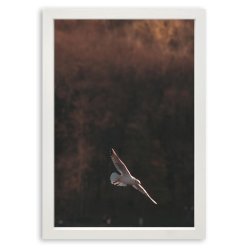 Ramme Grace - Hvid - 50x70 Cm.