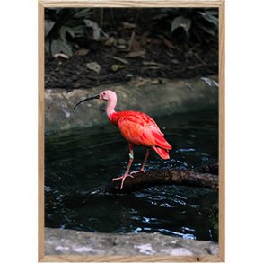 Ramme Massiv Eg - Slim - 24x30 Cm.