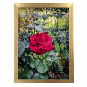 Ramme - Victoria Wood Glat - 13x11 mm - Guld - 24x30 Cm.