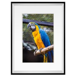 Ramme - Sort Aster Box - 20x30/13x18 Cm.